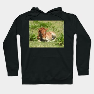 Wild horses, wildlife gifts, Assateague Island Hoodie